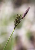 Carex ulobasis