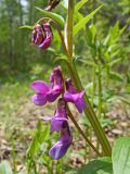Lathyrus komarovii