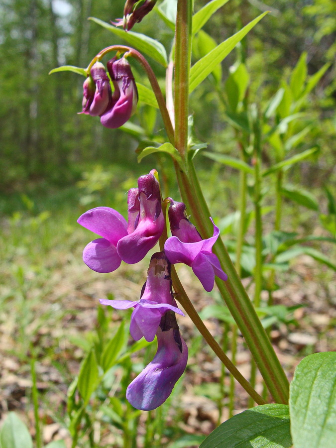 Изображение особи Lathyrus komarovii.