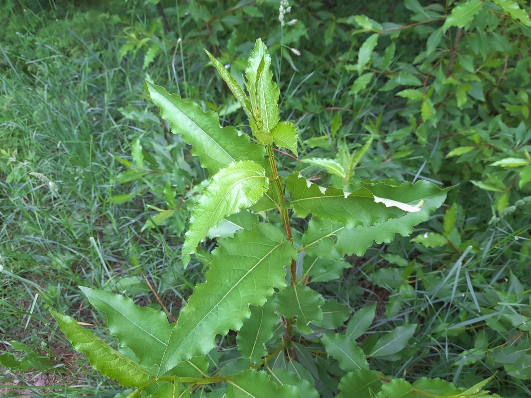 Изображение особи Populus laurifolia.