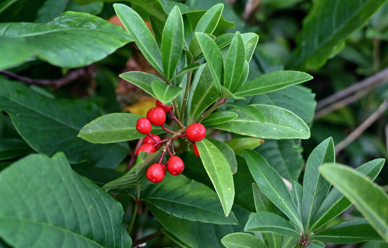 Image of Skimmia repens specimen.