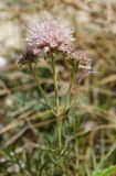 Lomelosia isetensis