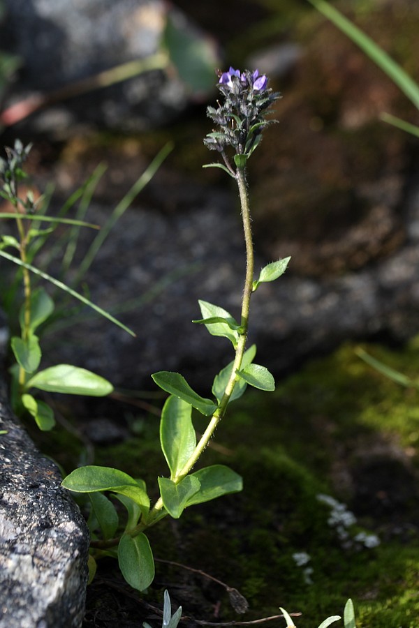 Image of Veronica alpina specimen.