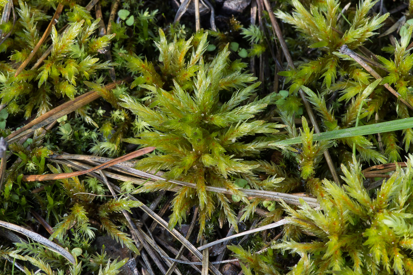 Image of Climacium dendroides specimen.