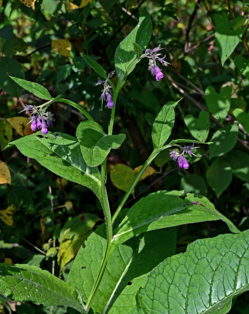 Изображение особи Symphytum officinale.