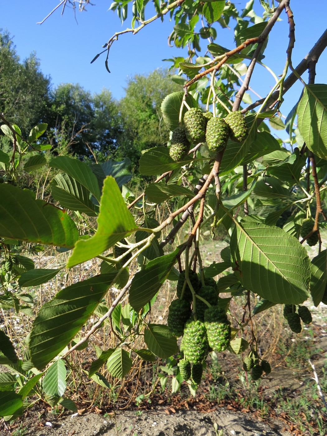Image of Alnus barbata specimen.