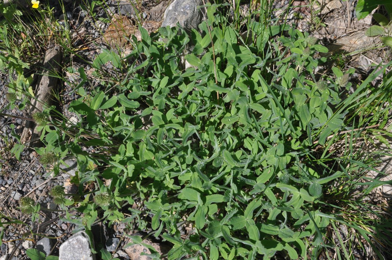 Изображение особи Trifolium trichocephalum.