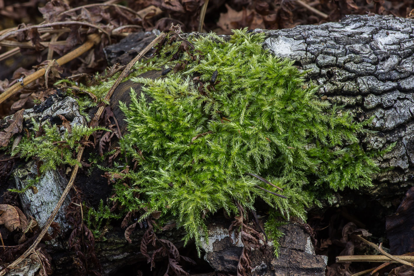 Image of familia Brachytheciaceae specimen.