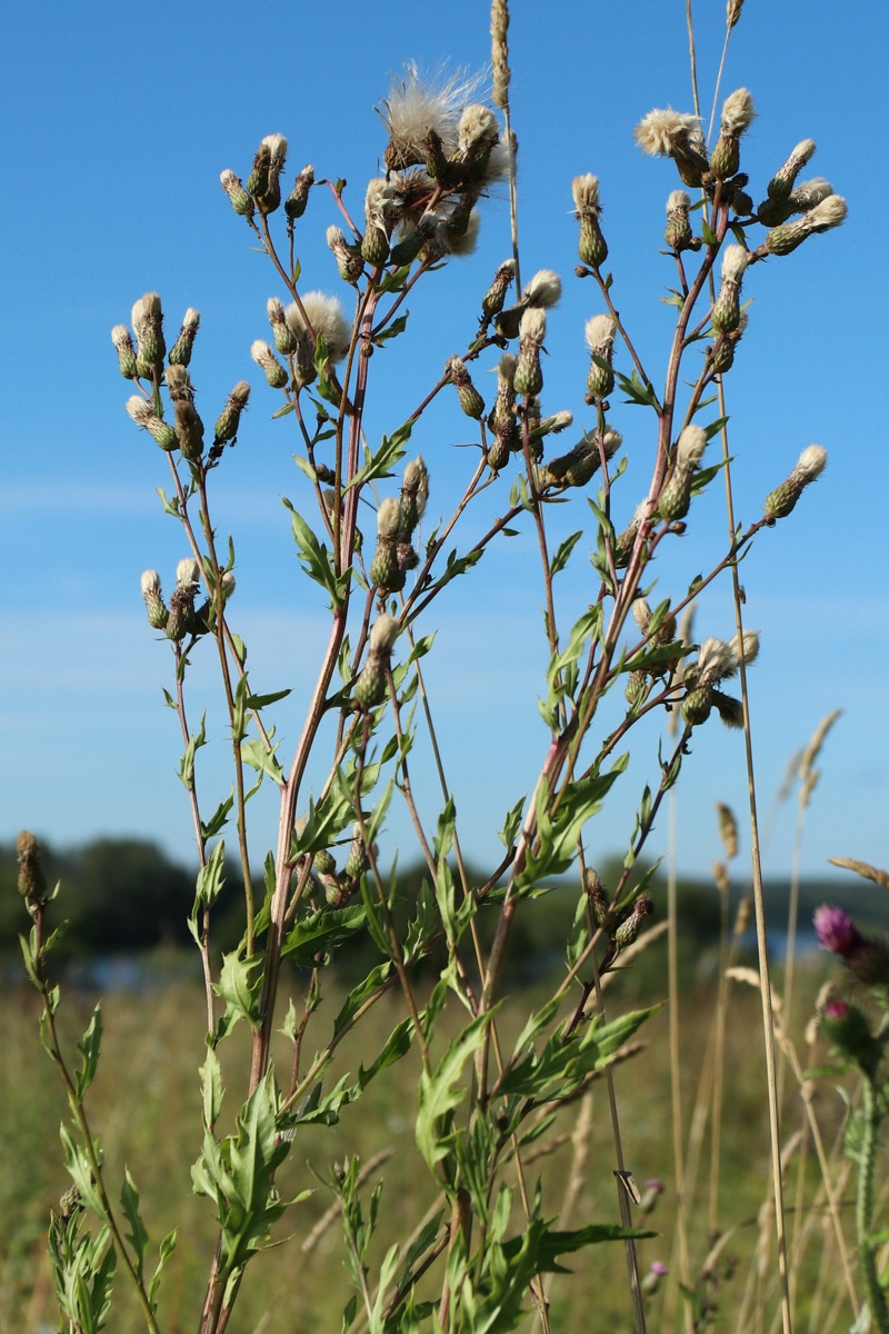 Image of Cirsium arvense specimen.