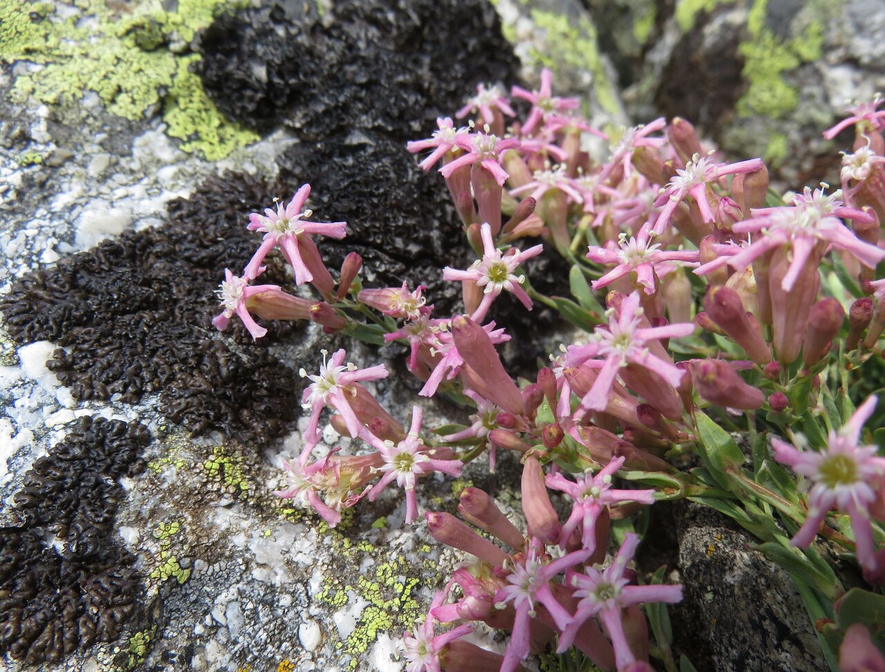 Image of Silene lerchenfeldiana specimen.