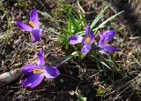 род Crocus