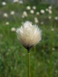 Eriophorum brachyantherum. Верхушка побега с соплодием. Магаданская обл., Ольский р-н, руч. Наледный, поляна среди лиственичника с меандрирующим ручьем, поросшая Salix saxatilis. 07.07.2022.