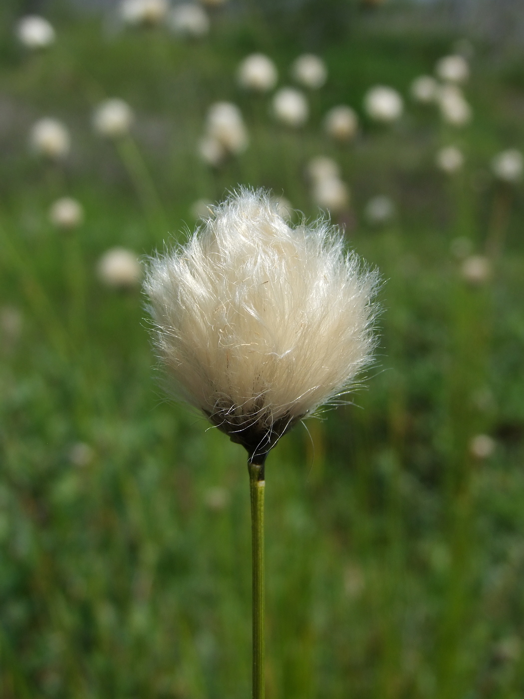 Image of Eriophorum brachyantherum specimen.