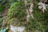 Thamnobryum alopecurum. Вегетирующие растения. Краснодарский край, Сочи, Хостинский р-н, Агурское ущ., широколиственный лес, на скале. 14.03.2025.
