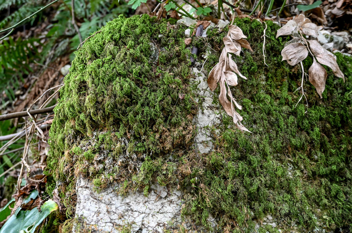 Image of Thamnobryum alopecurum specimen.