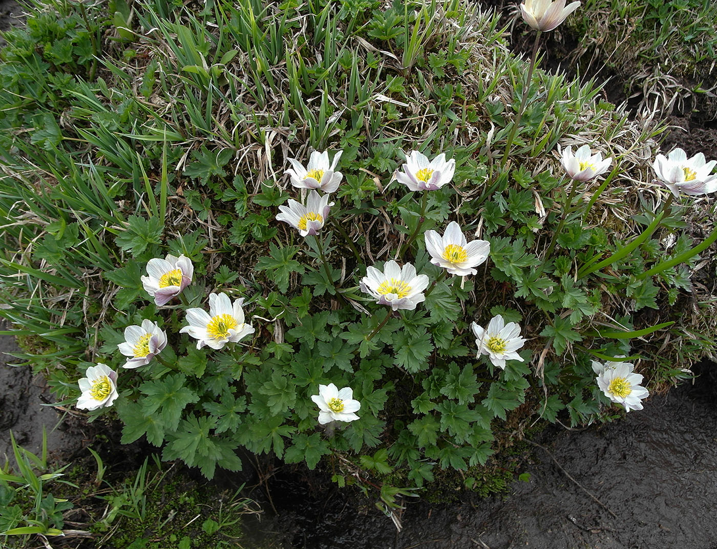 Image of Trollius komarovii specimen.