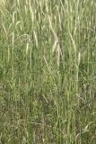 View full-size image Hordeum bulbosum