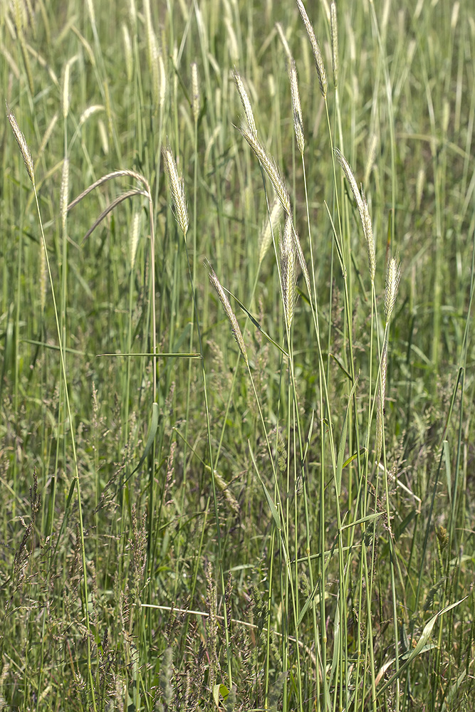 Image of Hordeum bulbosum specimen.