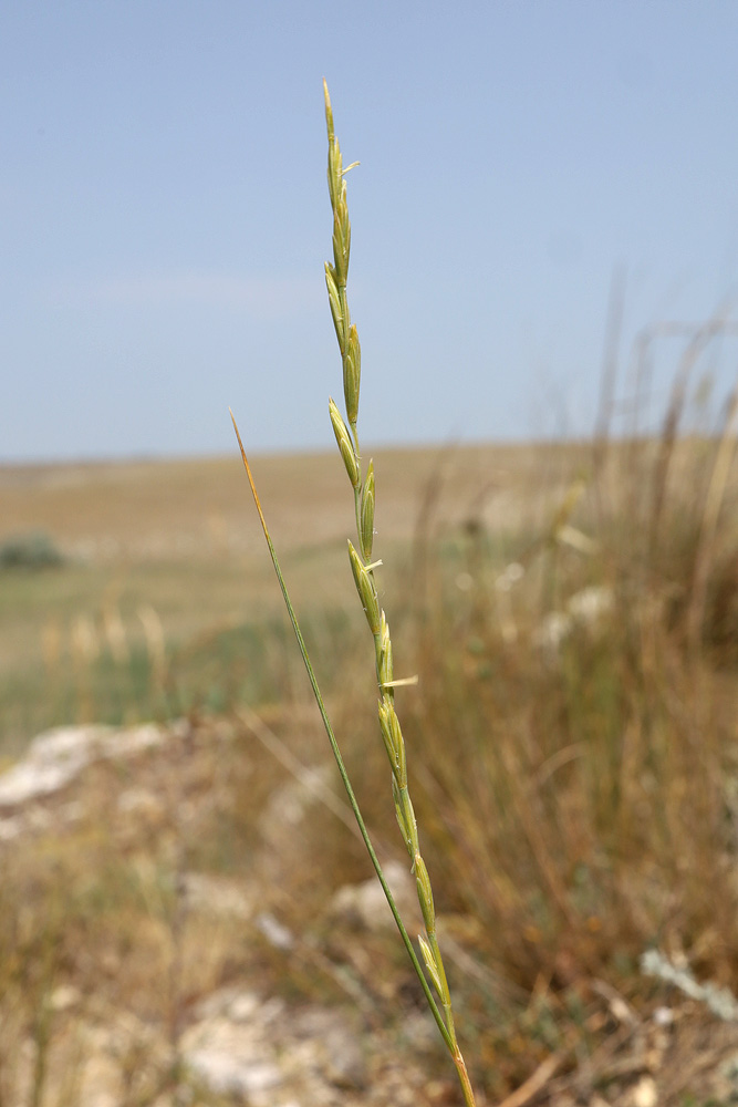 Image of Elytrigia stipifolia specimen.