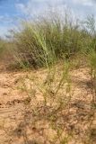 Eremosparton aphyllum