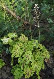 × Heucherella hybrida. Цветущее растение ('Solar Power'). Тульская обл., Венёвский р-н, в культуре. 28.08.2019.