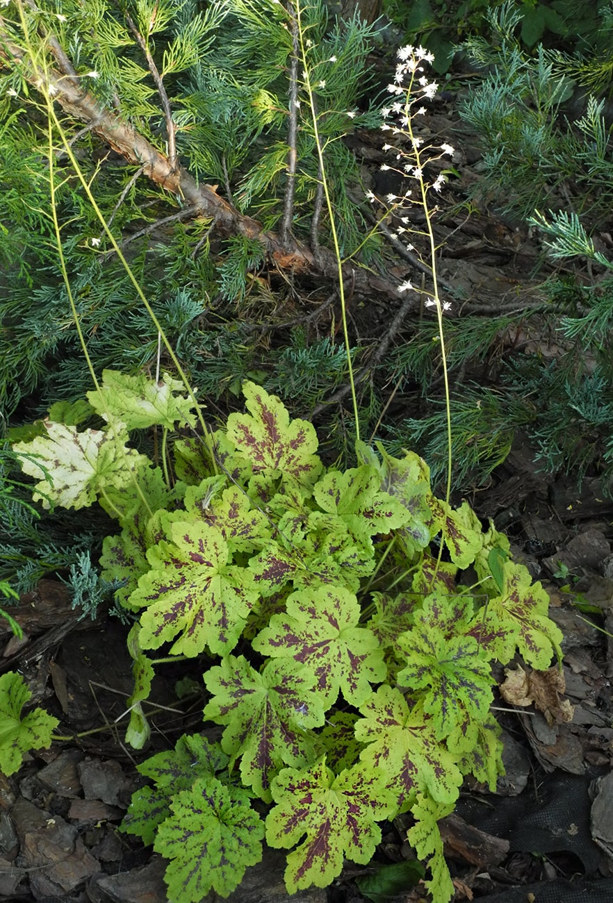 Изображение особи × Heucherella hybrida.