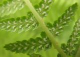 Athyrium filix-femina