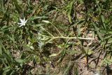 род Ornithogalum