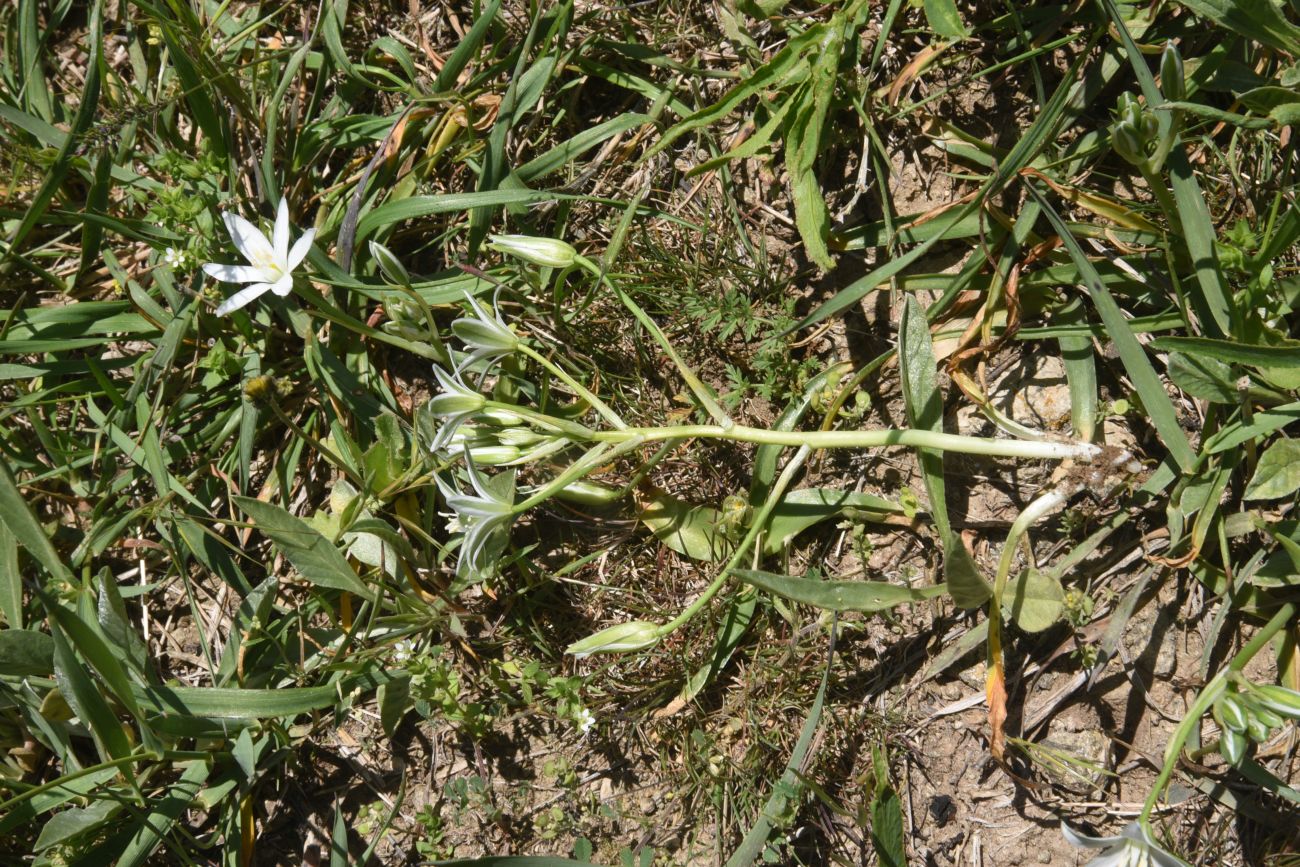 Image of genus Ornithogalum specimen.