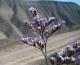 Limonium narynense