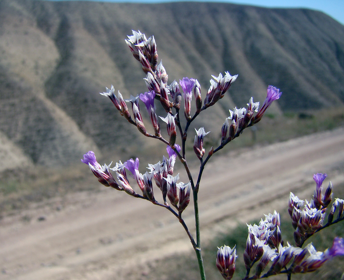 Image of Limonium narynense specimen.
