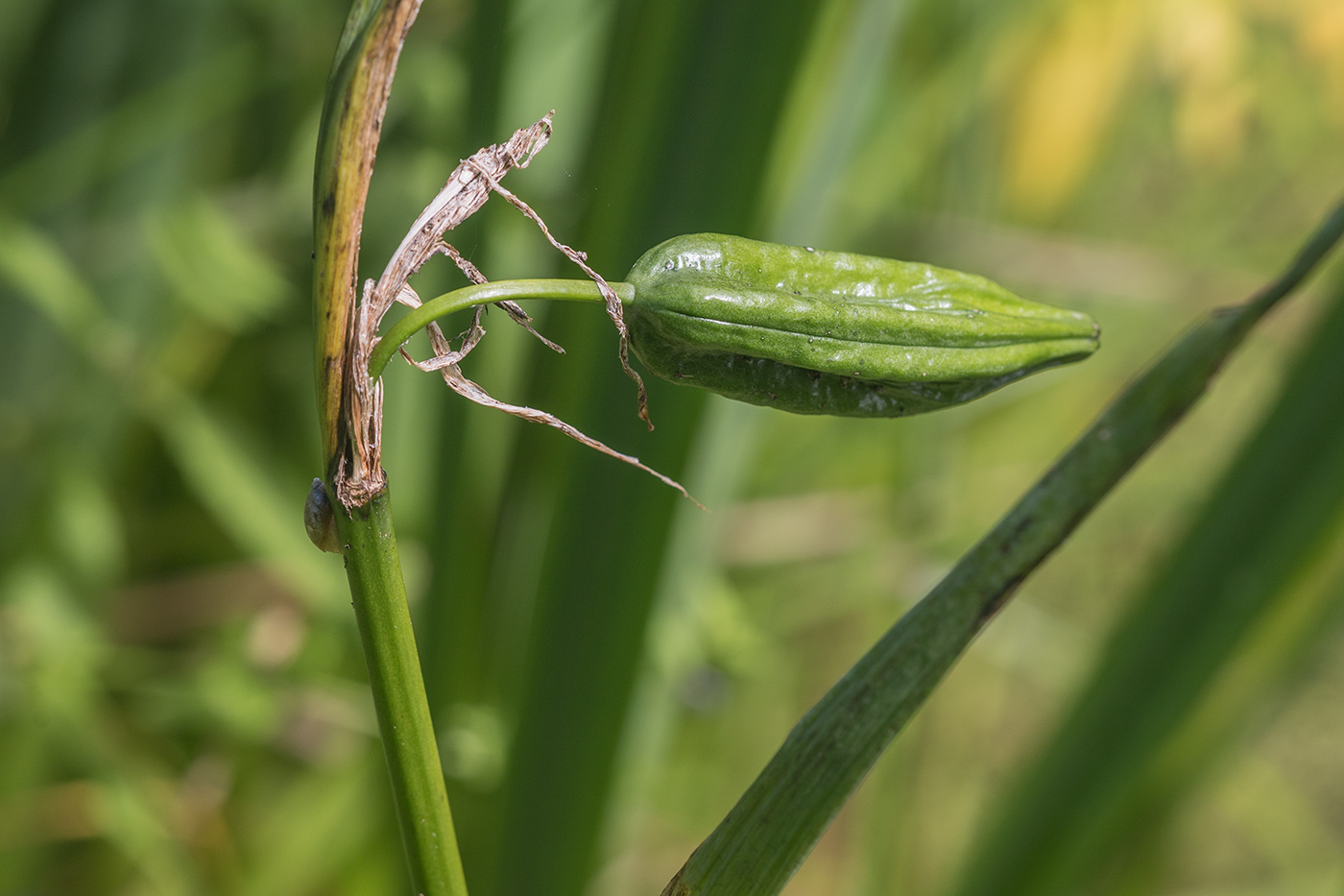 Image of Iris pseudacorus specimen.