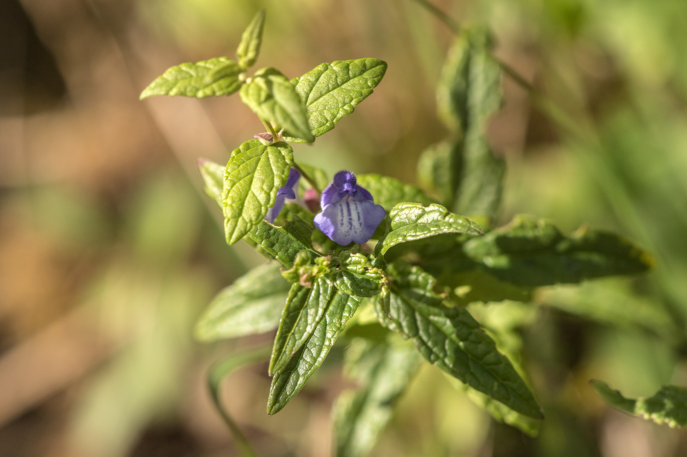 Изображение особи род Scutellaria.