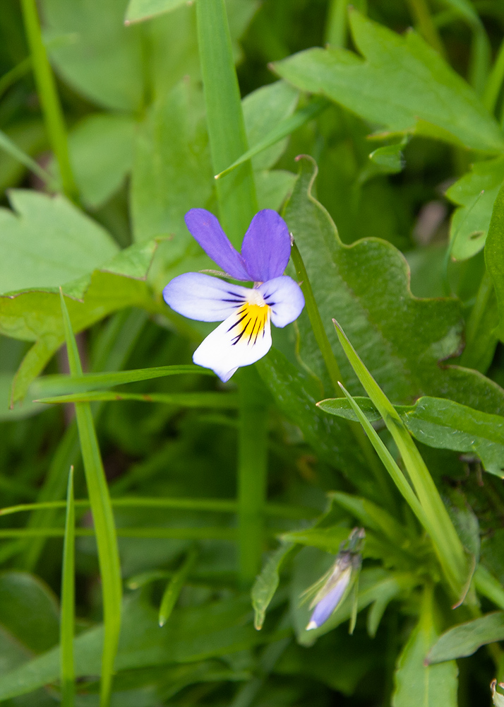 Изображение особи Viola tricolor.