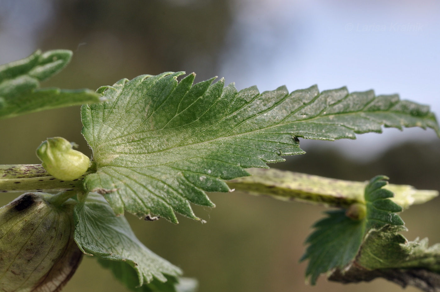Изображение особи род Rhinanthus.