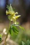 Corydalis bracteata. Соцветие. Южное побережье оз. Байкал, окрестности пос. Танхой, Байкальский заповедник. 15.05.2008.