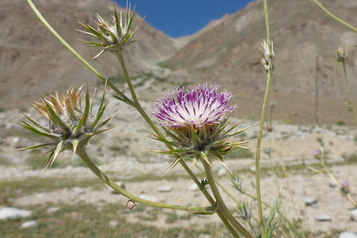 Image of genus Cousinia specimen.