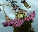 × Crataegosorbus miczurinii. Плодоносящая ветвь. Москва, Троицкий адм. округ, пос. Первомайское, в культуре. Октябрь 2025 г.