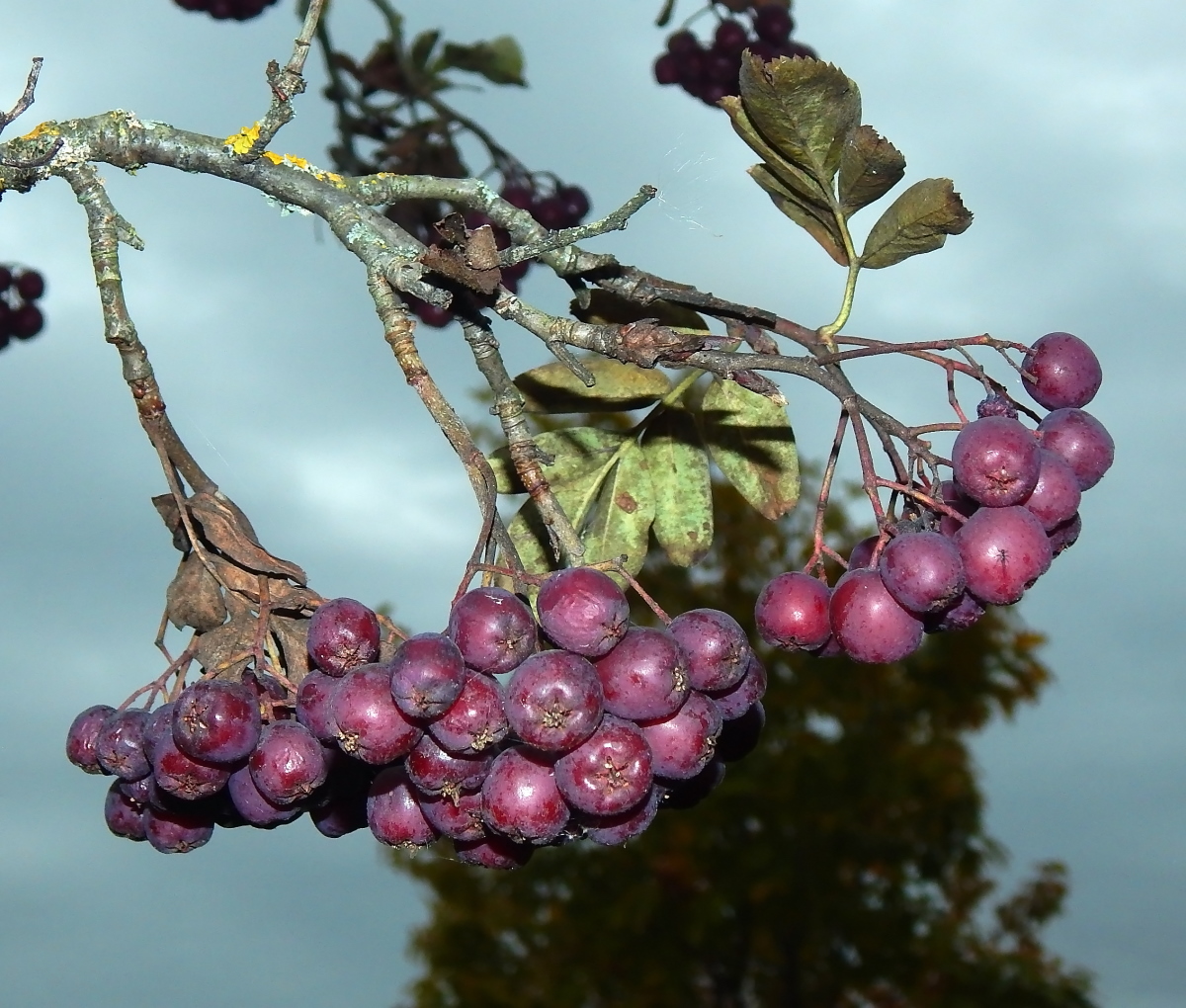 Изображение особи &times; Crataegosorbus miczurinii.
