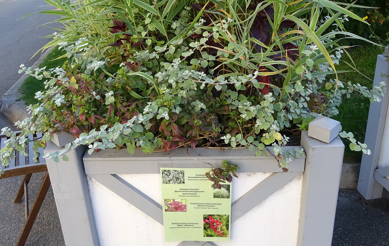 Image of Helichrysum petiolare specimen.