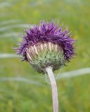 Смотреть изображение Jurinea arachnoidea