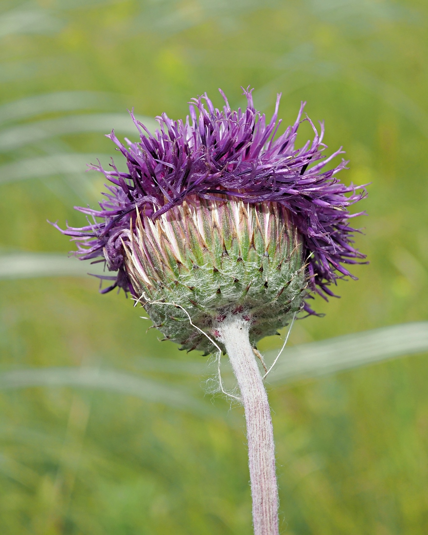 Image of Jurinea arachnoidea specimen.