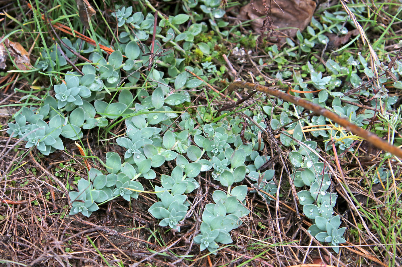 Image of Linaria genistifolia specimen.