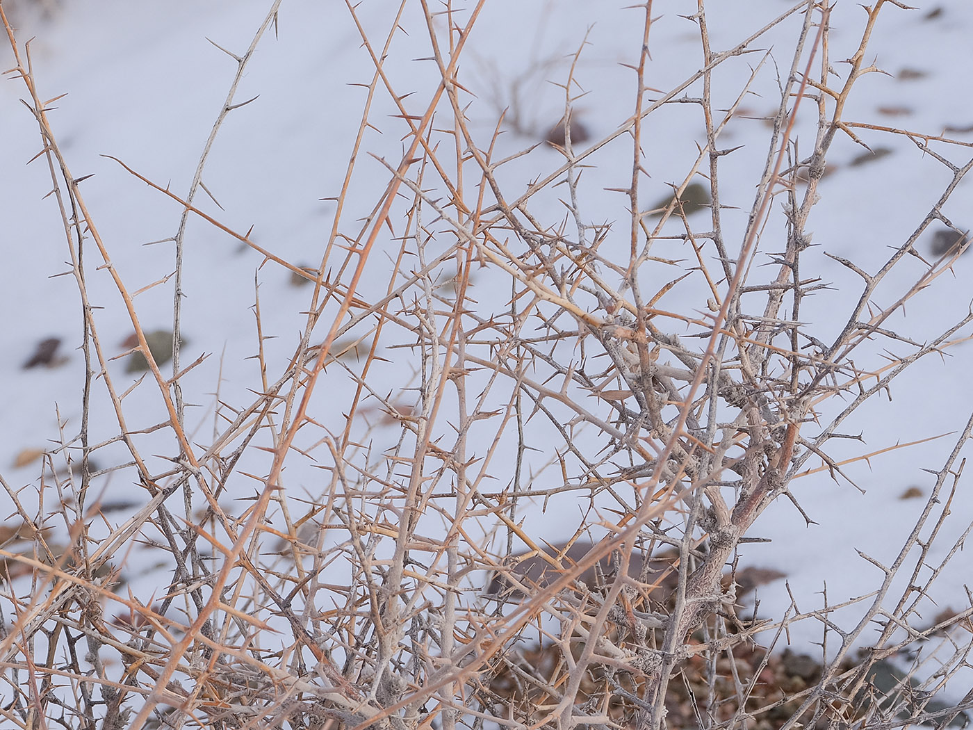 Image of Convolvulus fruticosus specimen.