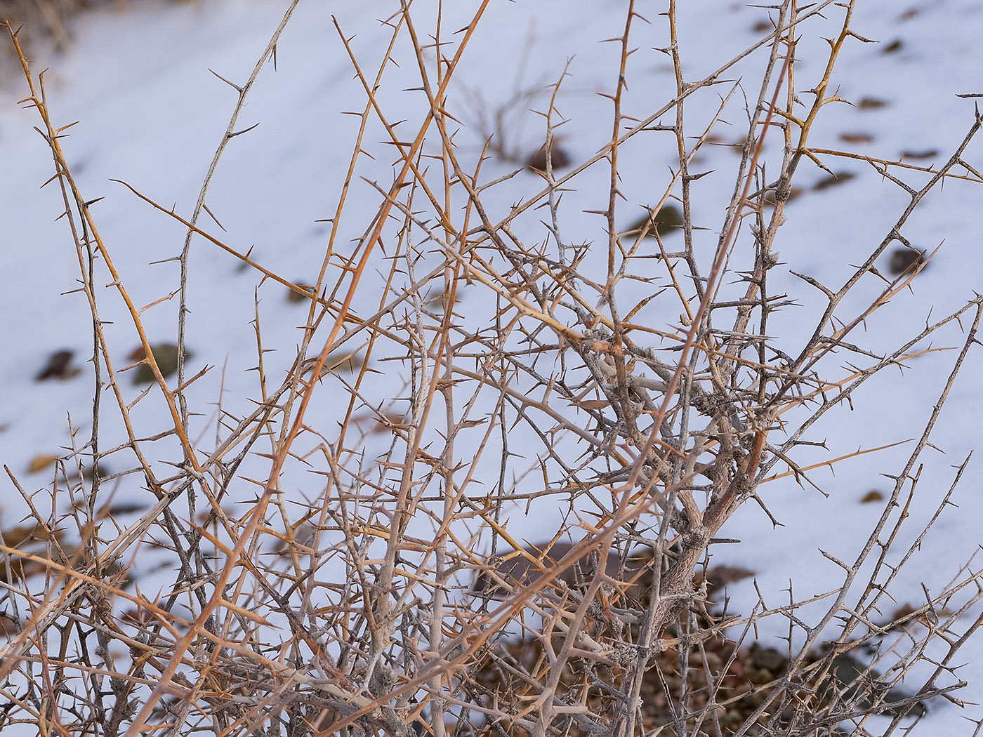 Изображение особи Convolvulus fruticosus.