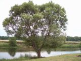 Salix euxina