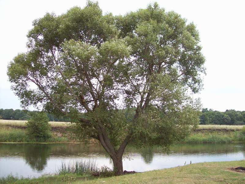 Image of Salix euxina specimen.