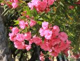 Nerium oleander