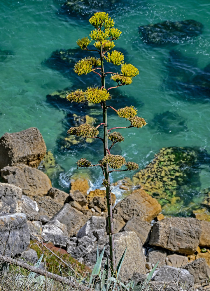 Изображение особи Agave americana.