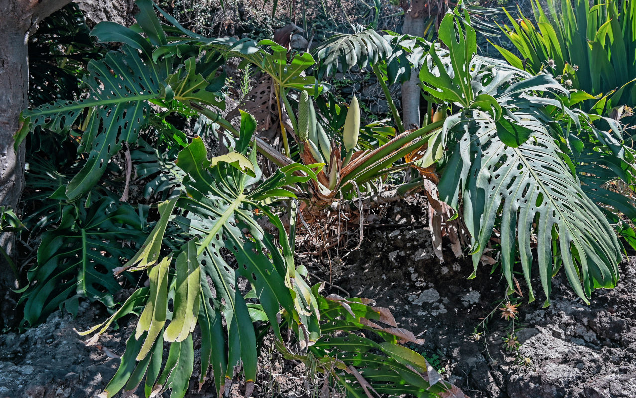 Image of Monstera deliciosa specimen.